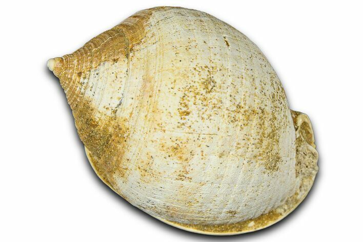 Miocene Fossil Sea Snail (Semicassis) Shell - France #365492